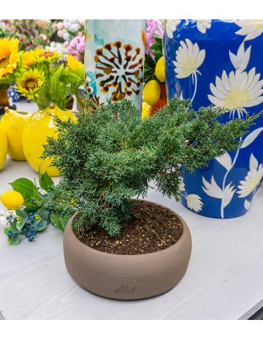 Ginepro Chinensis Itoigawa Bonsai