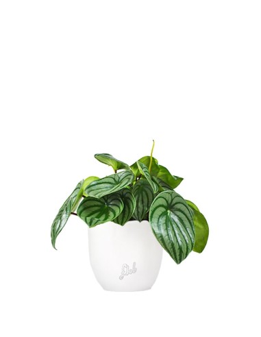 Peperomia Watermelon