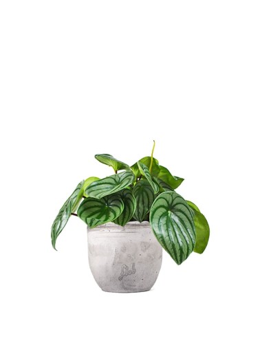 Peperomia Watermelon