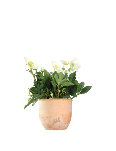 Rosa di Natale