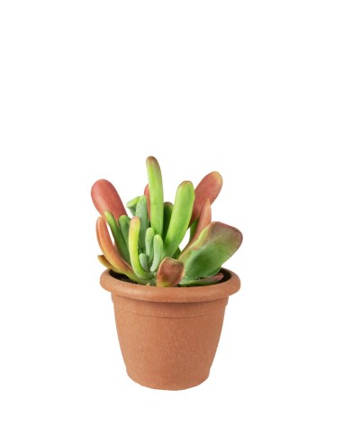 Kalanchoe oricola