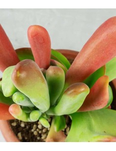 Kalanchoe oricola 2