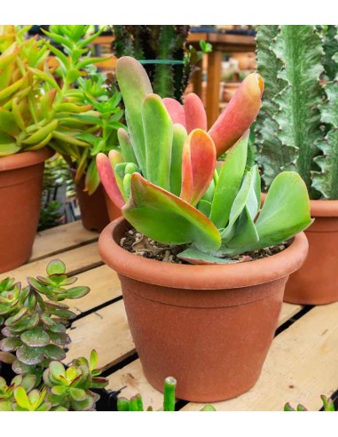 Kalanchoe oricola
