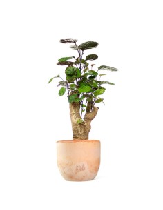 Polyscias Fabian 2