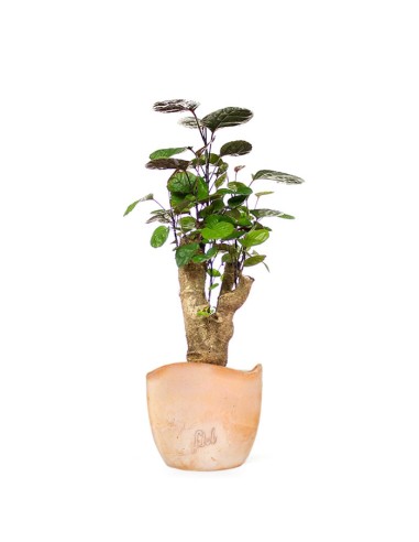 Polyscias Fabian