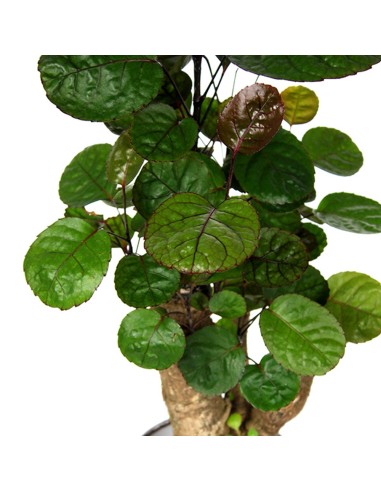 Polyscias Fabian