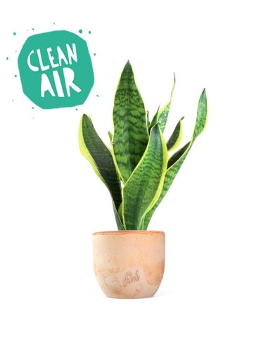 Sansevieria Trifasciata