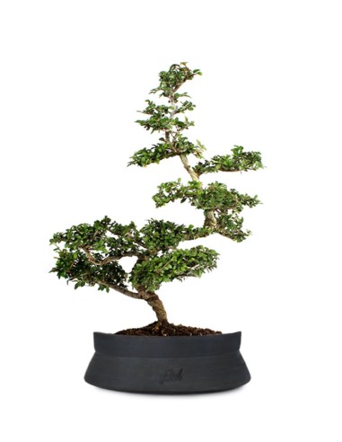Zelkova Bonsai Impalcato