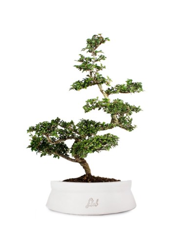 Zelkova Bonsai Impalcato