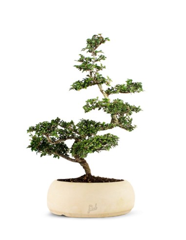 Zelkova Bonsai Impalcato
