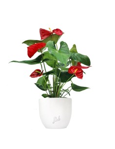 Anthurium 