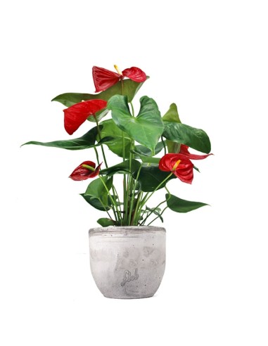 Anthurium 