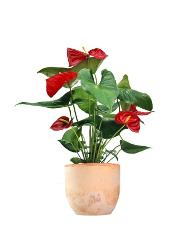 Anthurium 
