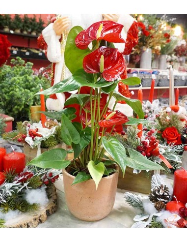 Anthurium 