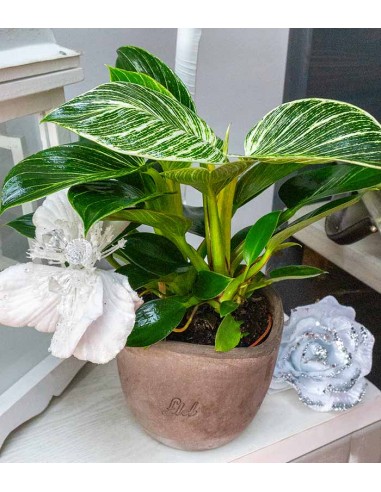 Philodendron Birkin