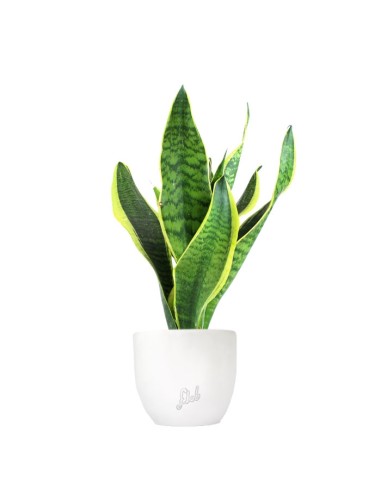 Sansevieria Trifasciata