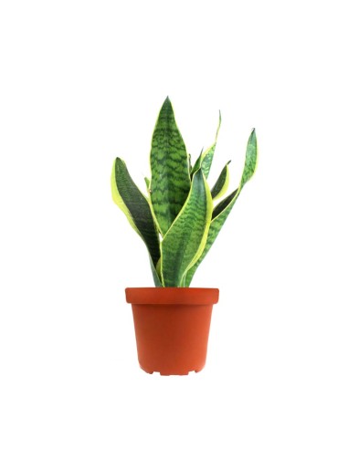 Sansevieria Trifasciata