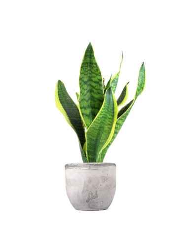 Sansevieria Trifasciata
