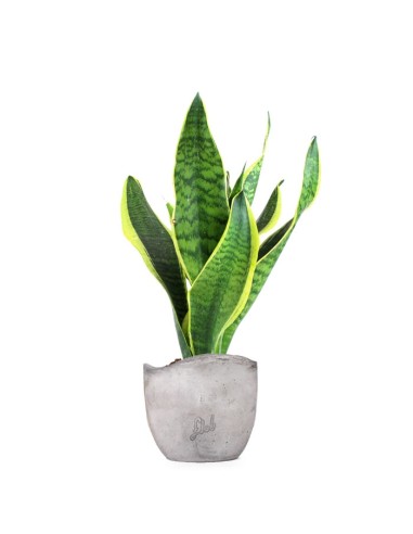 Sansevieria Trifasciata