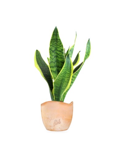 Sansevieria Trifasciata