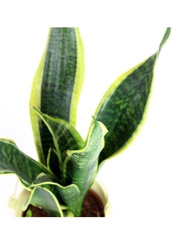 Sansevieria Trifasciata