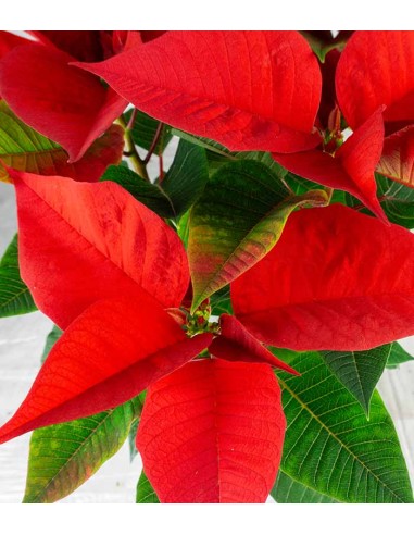 Stella di Natale | Poinsettia 