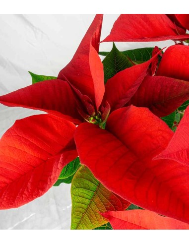 Stella di Natale | Poinsettia 