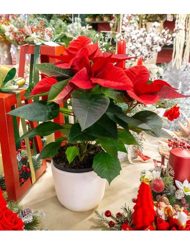 Stella di Natale | Poinsettia 