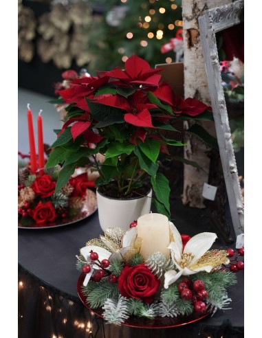Stella di Natale | Poinsettia 