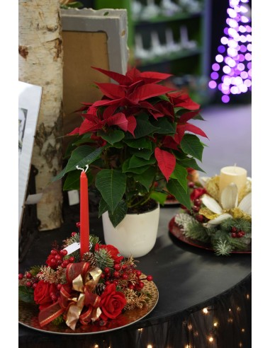 Stella di Natale | Poinsettia 
