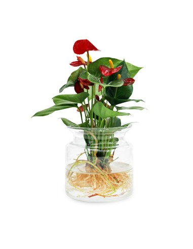 Anthurium Red Champion in idroponica