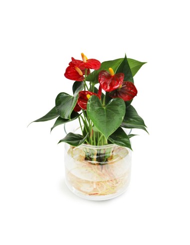 Anthurium Red Champion in idroponica