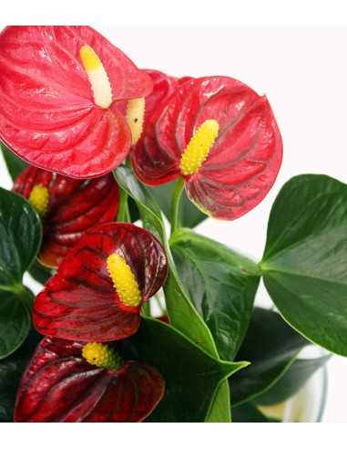 Anthurium Rosso Idroponica