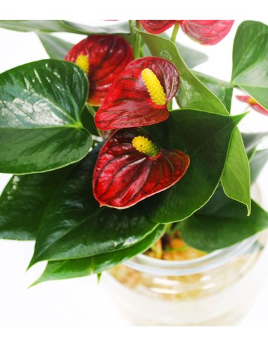 Anthurium Red Champion in idroponica