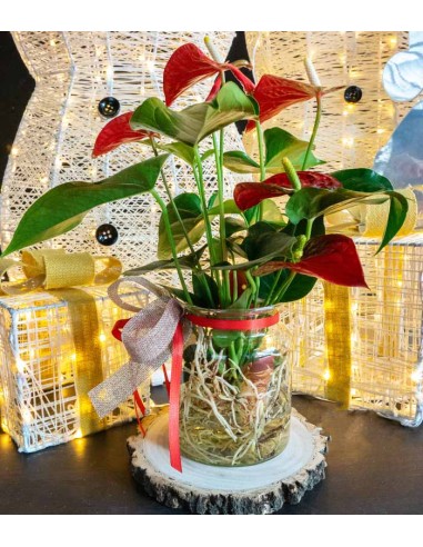 Anthurium Red Champion in idroponica