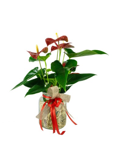 Anthurium Rosso Idroponica