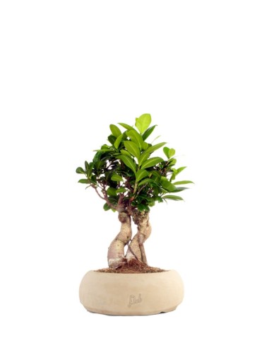 Ficus Ginseng S