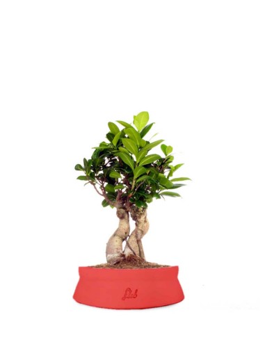 Ficus Ginseng S