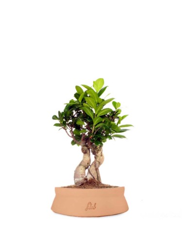 Ficus Ginseng S