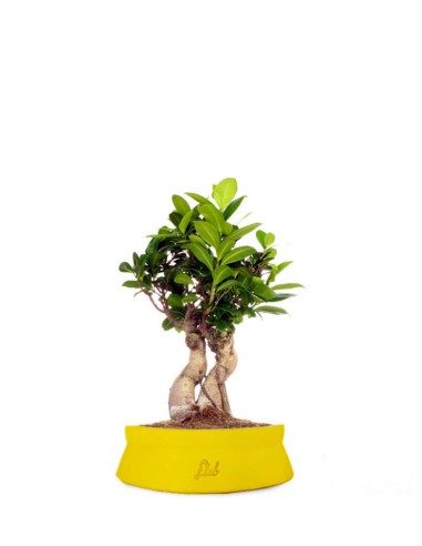 Ficus Ginseng S