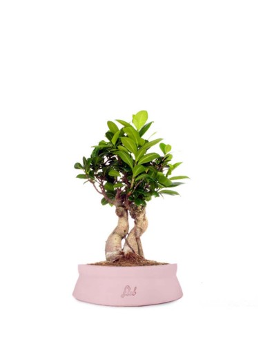 Ficus Ginseng S
