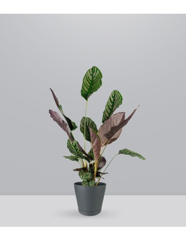 Calathea Sanderiana | 80 cm
