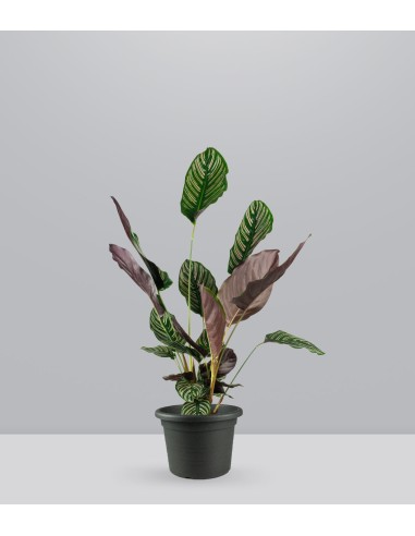 Calathea Sanderiana | 80 cm