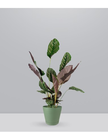 Calathea Sanderiana | 80 cm