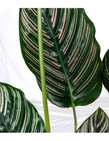 Calathea Sanderiana | 80 cm