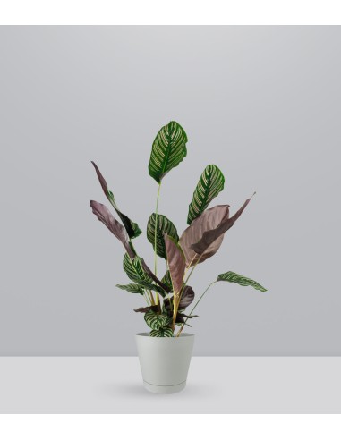 Calathea Sanderiana | 80 cm