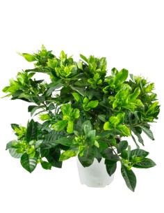 Gardenia