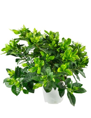 Gardenia