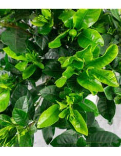 Gardenia 2