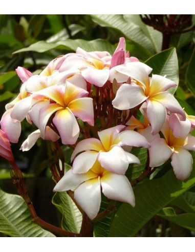 Plumeria o Frangipani
